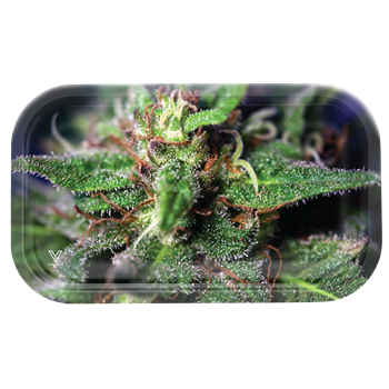  BLUE DREAM TRAY